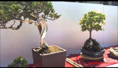 Embedded thumbnail for VI Ежегодный Конкурс Бонсай в Бланесе 2015 (IV Concurso y Exposición de Bonsais a Blanes 2015)
