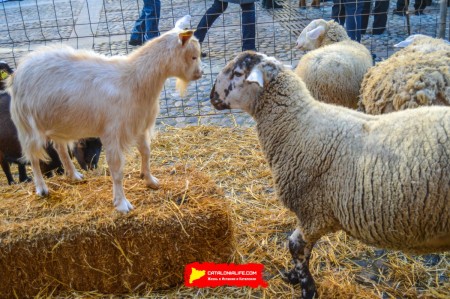 Ярмарка Святого Антония в Англесе — традиция поколений - 15-18 января 2026