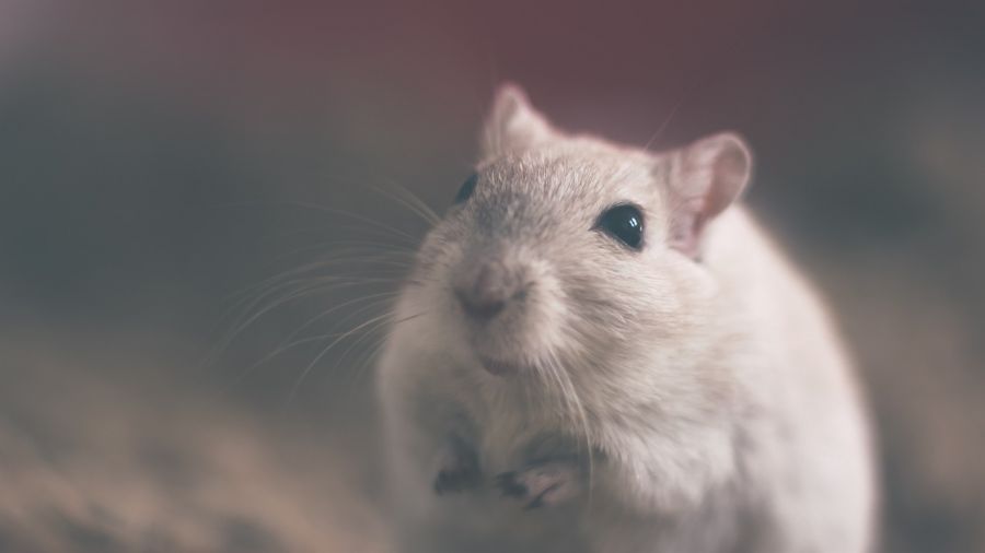 18 самых интересных фактов об Испании: Ratoncito Perez