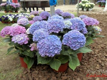 GIRONA Temps de Flors «Время Цветов/Фестиваль Цветов»
