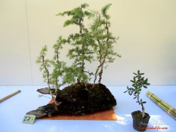 Третий Конкурс Бонсай в Бланесе 2014