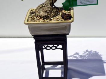 VI Ежегодный Конкурс Бонсай в Бланесе 2015 (IV Concurso y Exposición de Bonsais a Blanes 2015)