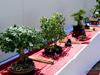 VI Ежегодный Конкурс Бонсай в Бланесе 2015 (IV Concurso y Exposición de Bonsais a Blanes 2015)