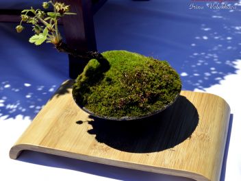 VI Ежегодный Конкурс Бонсай в Бланесе 2015 (IV Concurso y Exposición de Bonsais a Blanes 2015)