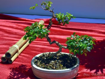 VI Ежегодный Конкурс Бонсай в Бланесе 2015 (IV Concurso y Exposición de Bonsais a Blanes 2015)