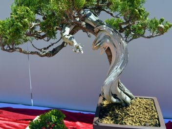VI Ежегодный Конкурс Бонсай в Бланесе 2015 (IV Concurso y Exposición de Bonsais a Blanes 2015)