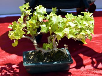 VI Ежегодный Конкурс Бонсай в Бланесе 2015 (IV Concurso y Exposición de Bonsais a Blanes 2015)