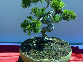 VI Ежегодный Конкурс Бонсай в Бланесе 2015 (IV Concurso y Exposición de Bonsais a Blanes 2015)