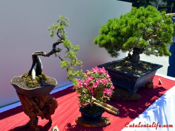 VI Ежегодный Конкурс Бонсай в Бланесе 2015 (IV Concurso y Exposición de Bonsais a Blanes 2015)