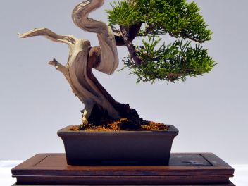 VI Ежегодный Конкурс Бонсай в Бланесе 2015 (IV Concurso y Exposición de Bonsais a Blanes 2015)
