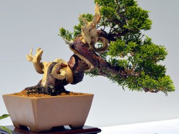 VI Ежегодный Конкурс Бонсай в Бланесе 2015 (IV Concurso y Exposición de Bonsais a Blanes 2015)