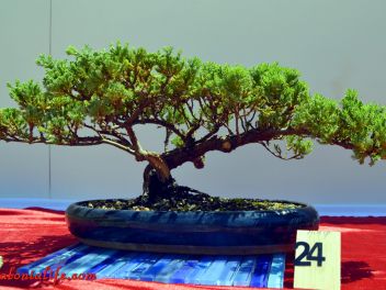 VI Ежегодный Конкурс Бонсай в Бланесе 2015 (IV Concurso y Exposición de Bonsais a Blanes 2015)