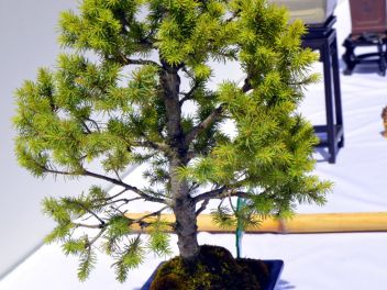 VI Ежегодный Конкурс Бонсай в Бланесе 2015 (IV Concurso y Exposición de Bonsais a Blanes 2015)