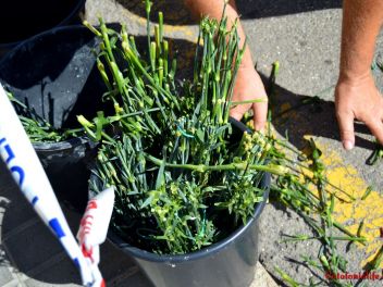 Ковры из цветов в Бланесе,Estores de Flors de Raval en Blanes, CATIFES DE FLORS NATURALS a Blanes 