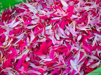 «Ковры из цветов» в Бланесе 2016 г. (Estores de Flors de Raval. Blanes 2016/Catifes de Corpus Blanes 2016)