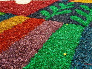 Фотоотчет: Ковры из цветов в Бланесе (Catifes de Flors de Corpus a Blanes / Las alfombras de flores del Corpus en Blanes), 2021