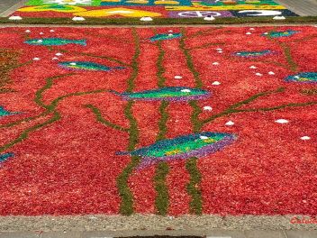 Фотоотчет: Ковры из цветов в Бланесе (Catifes de Flors de Corpus a Blanes / Las alfombras de flores del Corpus en Blanes), 2021