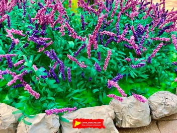 Пласа дель Норд (Plaça del Nord) — «Кемпинг Лаванда» (Camping Lavanda) — Феста Майор де Грасиа 2025 (Festa Major de Gràcia 2025)