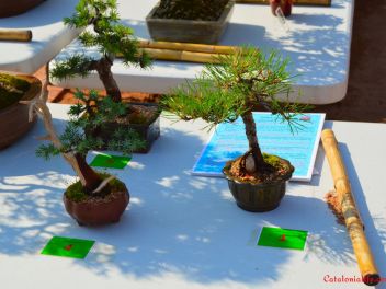 Ежегодный Конкурс Бонсай в Бланесе 2016 (Concurso y Exposicion de Bonsais a Blanes 2016)