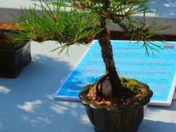 Ежегодный Конкурс Бонсай в Бланесе 2016 (Concurso y Exposicion de Bonsais a Blanes 2016)