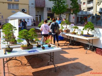 Ежегодный Конкурс Бонсай в Бланесе 2016 (Concurso y Exposicion de Bonsais a Blanes 2016)