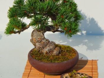 Ежегодный Конкурс Бонсай в Бланесе 2016 (Concurso y Exposicion de Bonsais a Blanes 2016)