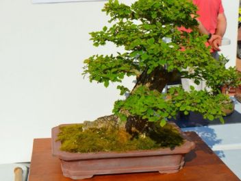 Ежегодный Конкурс Бонсай в Бланесе 2016 (Concurso y Exposicion de Bonsais a Blanes 2016)
