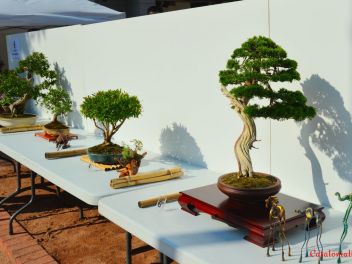 Ежегодный Конкурс Бонсай в Бланесе 2016 (Concurso y Exposicion de Bonsais a Blanes 2016)