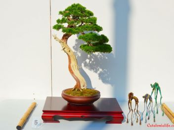 Ежегодный Конкурс Бонсай в Бланесе 2016 (Concurso y Exposicion de Bonsais a Blanes 2016)