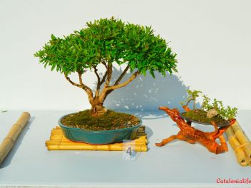 Ежегодный Конкурс Бонсай в Бланесе 2016 (Concurso y Exposicion de Bonsais a Blanes 2016)