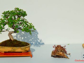 Ежегодный Конкурс Бонсай в Бланесе 2016 (Concurso y Exposicion de Bonsais a Blanes 2016)