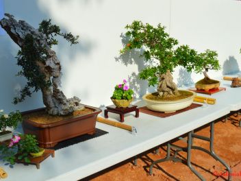 Ежегодный Конкурс Бонсай в Бланесе 2016 (Concurso y Exposicion de Bonsais a Blanes 2016)