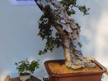 Ежегодный Конкурс Бонсай в Бланесе 2016 (Concurso y Exposicion de Bonsais a Blanes 2016)