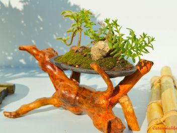 Ежегодный Конкурс Бонсай в Бланесе 2016 (Concurso y Exposicion de Bonsais a Blanes 2016)