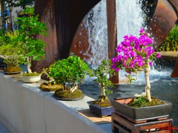 Ежегодный Конкурс Бонсай в Бланесе 2016 (Concurso y Exposicion de Bonsais a Blanes 2016)