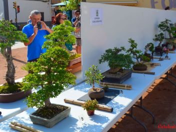 Ежегодный Конкурс Бонсай в Бланесе 2016 (Concurso y Exposicion de Bonsais a Blanes 2016)