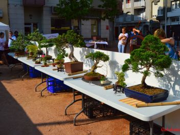 Ежегодный Конкурс Бонсай в Бланесе 2016 (Concurso y Exposicion de Bonsais a Blanes 2016)