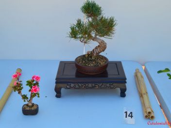 Ежегодный Конкурс Бонсай в Бланесе 2016 (Concurso y Exposicion de Bonsais a Blanes 2016)