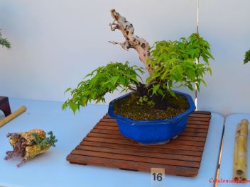 Ежегодный Конкурс Бонсай в Бланесе 2016 (Concurso y Exposicion de Bonsais a Blanes 2016)