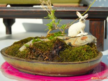 Ежегодный Конкурс Бонсай в Бланесе 2016 (Concurso y Exposicion de Bonsais a Blanes 2016)