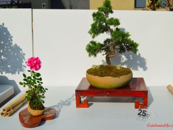 Ежегодный Конкурс Бонсай в Бланесе 2016 (Concurso y Exposicion de Bonsais a Blanes 2016)