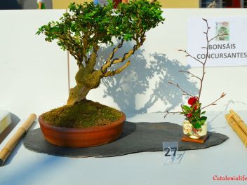 Ежегодный Конкурс Бонсай в Бланесе 2016 (Concurso y Exposicion de Bonsais a Blanes 2016)