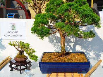 Ежегодный Конкурс Бонсай в Бланесе 2016 (Concurso y Exposicion de Bonsais a Blanes 2016)