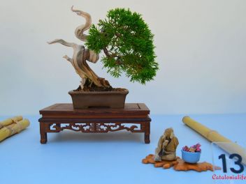 Ежегодный Конкурс Бонсай в Бланесе 2016 (Concurso y Exposicion de Bonsais a Blanes 2016)