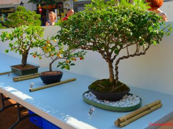 Ежегодный Конкурс Бонсай в Бланесе 2016 (Concurso y Exposicion de Bonsais a Blanes 2016)