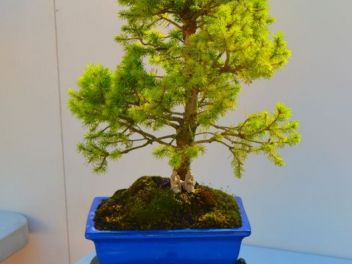 Ежегодный Конкурс Бонсай в Бланесе 2016 (Concurso y Exposicion de Bonsais a Blanes 2016)