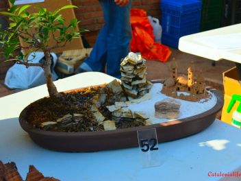 Ежегодный Конкурс Бонсай в Бланесе 2016 (Concurso y Exposicion de Bonsais a Blanes 2016)