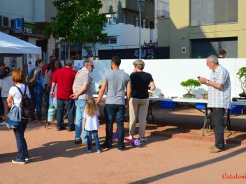Ежегодный Конкурс Бонсай в Бланесе 2016 (Concurso y Exposicion de Bonsais a Blanes 2016)