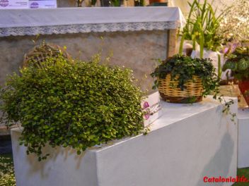 63-ый Фестиваль цветов в Жироне, 2018 / 63ª edició de Girona, Temps de Flors (Tiempo de Flores), 2018