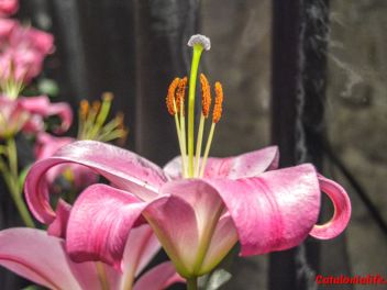 63-ый Фестиваль цветов в Жироне, 2018 / 63ª edició de Girona, Temps de Flors (Tiempo de Flores), 2018